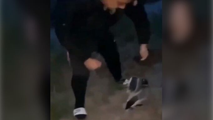 Un jeune homme filmé en train de s’acharner sur un canard ! 30 Millions d’Amis dépose plainte