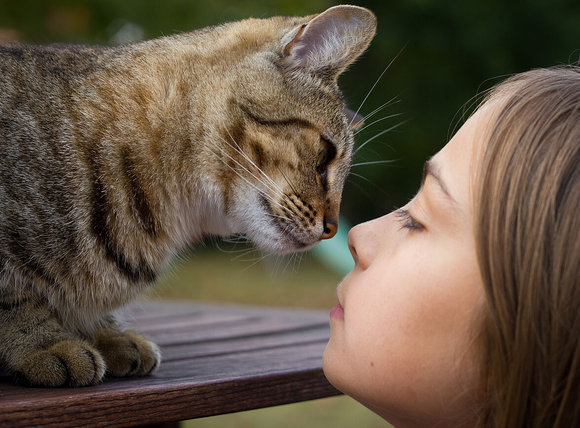 Un chat a été contaminé par le virus de la grippe H1N1