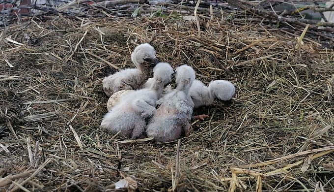 Les bébés des cigognes stars de Sarralbe (57) sont arrivés !