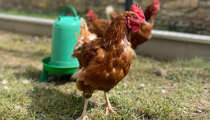 Claudette, la 100 000ème poule sauvée des abattoirs