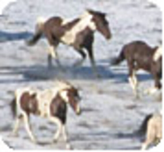 A la rencontre des derniers chevaux sauvages (Vidéo)