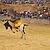 Au Pérou, un condor est attaché à la chair du taureau lors de la "Fête du sang"./©Facebook