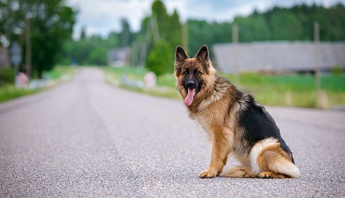Un retraité condamné pour avoir écrasé la chienne de ses voisins