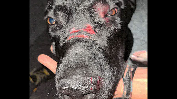 Cette chienne au museau lacéré a été secourue par 30 Millions d'Amis en Seine-et-Marne