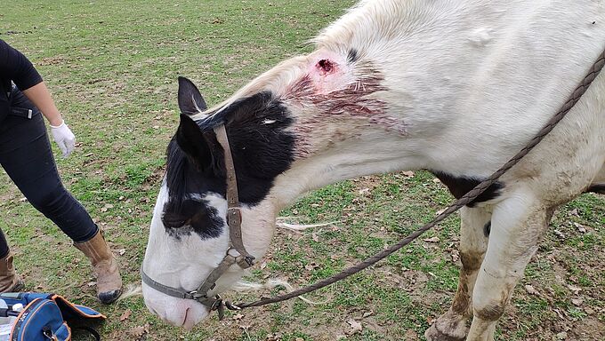 2 chevaux sévèrement blessés par balle : « l’accident » de chasse privilégié