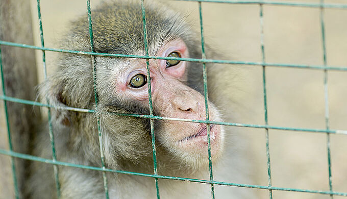 Expérimentation : Air France ne transportera plus de singes vers des laboratoires