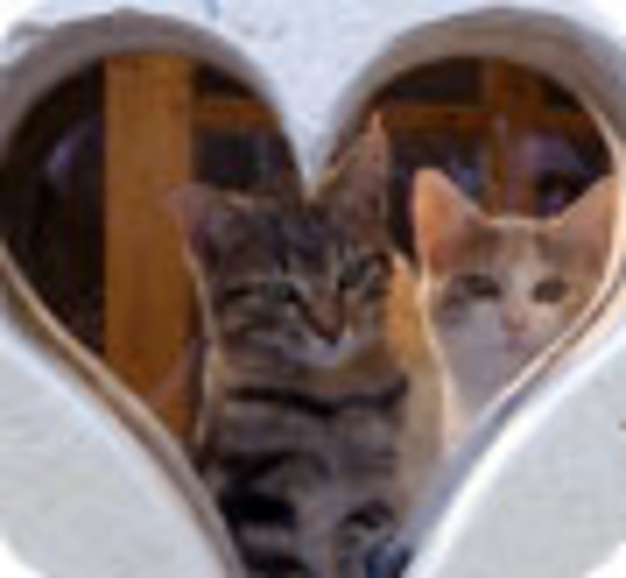 deux chats s'aimaient d'amour tendre