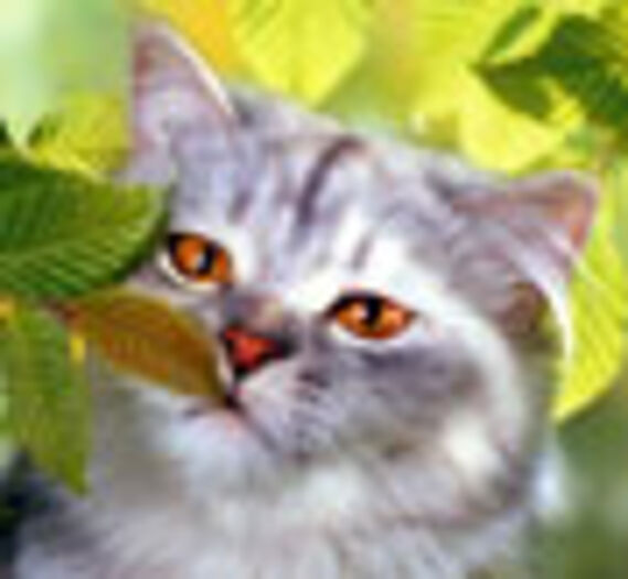 Chats, Brigitte Eilert-Overbeck