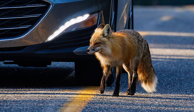 Pour protéger les animaux, levez le pied au volant !