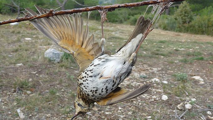 Incompréhensible ! La chasse à la glu confirmée par le Conseil d’Etat
