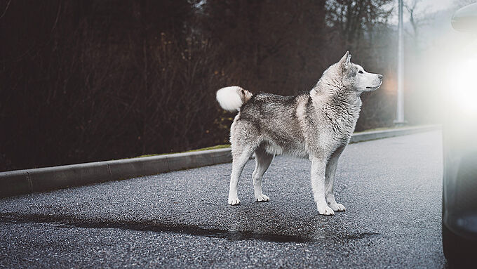 Une chienne jetée d’une voiture en Vendée. Partagez l’appel à témoins !