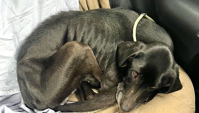 La Fondation 30 Millions d’Amis sauve un labrador cadavérique