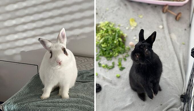 Les lapins Benita et Nuts miraculeusement sauvés