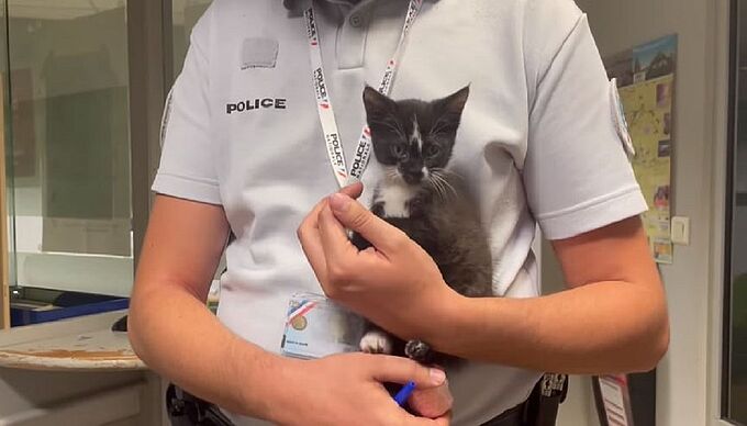 Ce chaton abandonné a trouvé refuge au… commissariat !