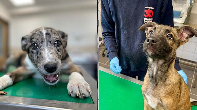 Frappés et vivant au milieu des immondices, ces chiots rescapés sont à l’adoption