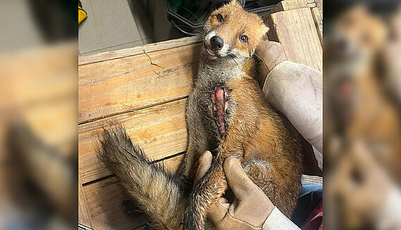 VIDEO. Haute-Savoie : il sauve un bébé renard et se fait engueuler par le  vétérinaire