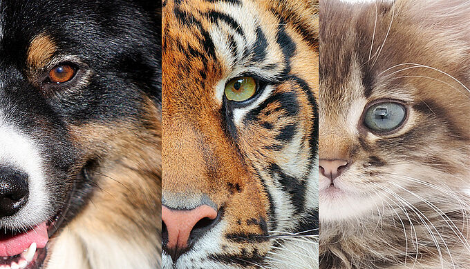 La PPL Animaux adoptée en commission mixte paritaire. Des avancées importantes mais des délais trop longs