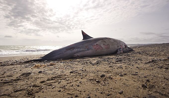 La France veut lutter contre les échouages massifs de dauphins
