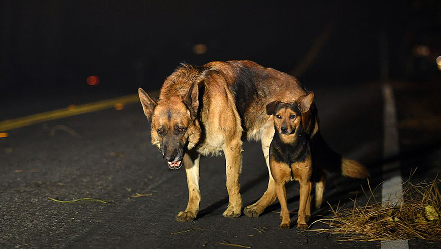 Des chiens épuisés et errants sur la route. © GETTY IMAGES/ JOSH EDELSON 