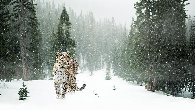 Offrez 3 cadeaux de Noël qui protègent les animaux