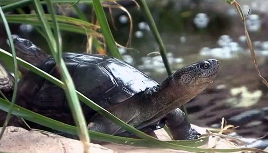 Des tortues d'eau font aussi partie du voyage ! © Village des Tortues de Gonfaron
