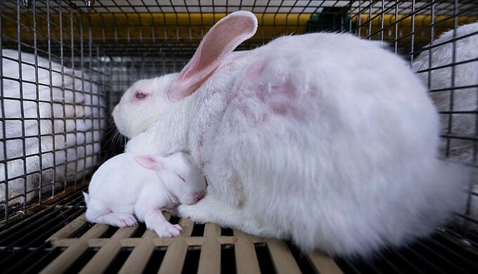 Élevages : des cadavres de lapins parmi les vivants 