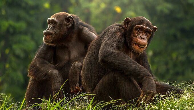 Huile de palme : Après les orangs-outans, les primates d’Afrique aussi mis en péril