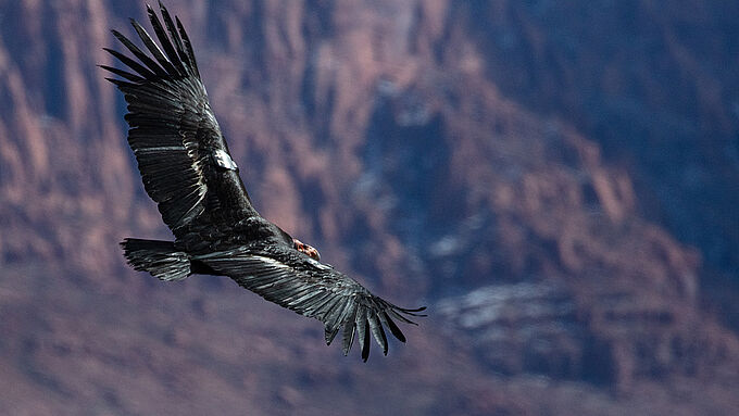 Espèces menacées : d'une « Liste Rouge » à un « Statut Vert » pour garder l'espoir ?