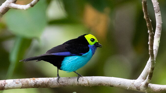 Sous les tropiques, les oiseaux chanteurs prennent des couleurs