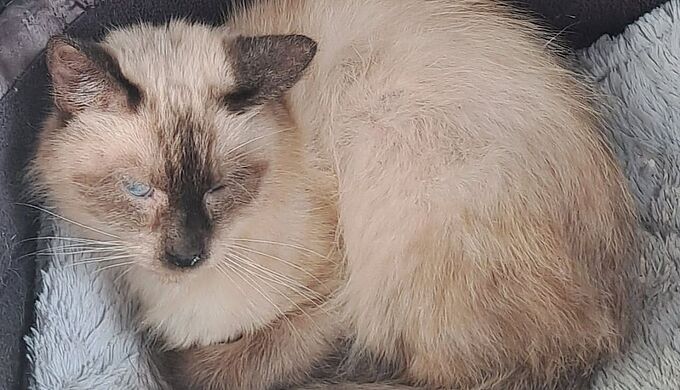 La Fondation est intervenue dans un logement et y a trouvé 340 cadavres de chats 