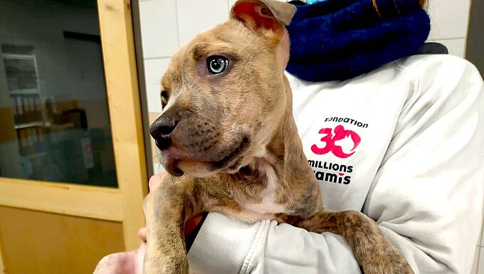 Un chien et un chiot extirpés par 30 Millions d'Amis d’une maison transformée en décharge