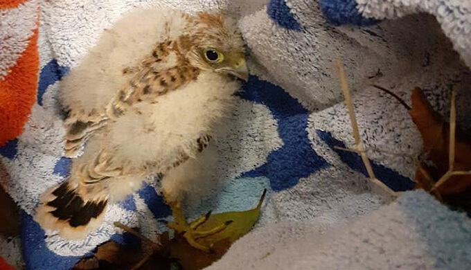 Ce touriste sauve un bébé faucon