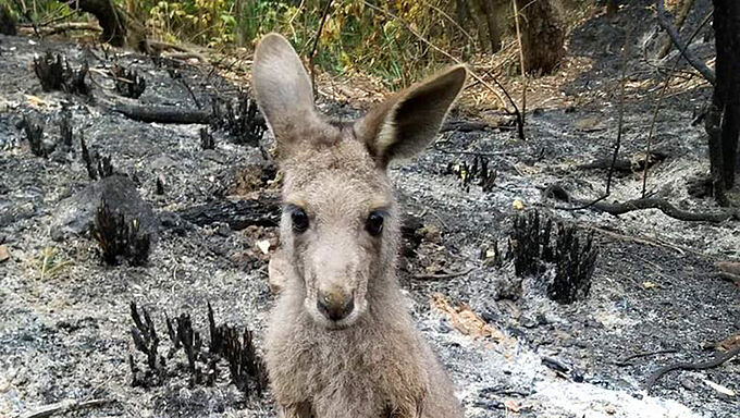 Comment les animaux tentent de survivre aux flammes en Australie
