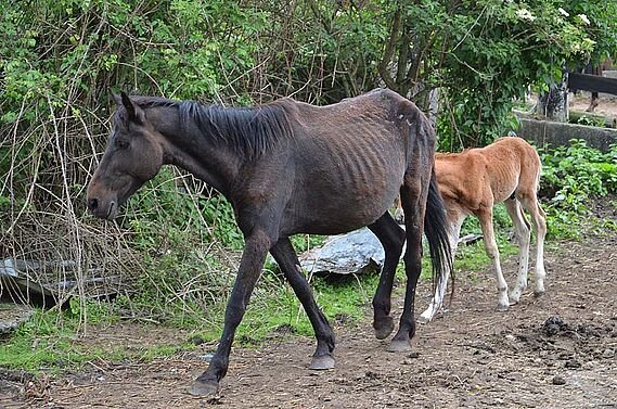 46 chevaux retirés à leur propriétaire