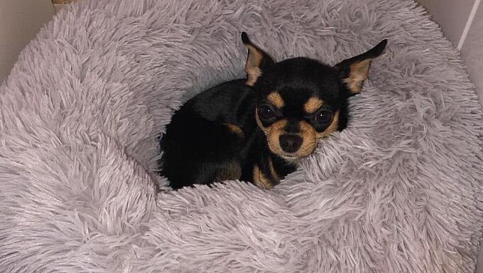 Son chihuahua massacré à son domicile, elle accuse son conjoint