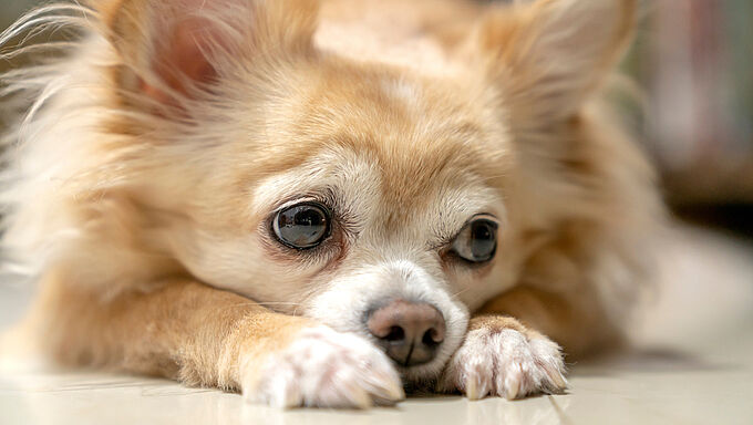 Condamné pour avoir molesté son chihuahua