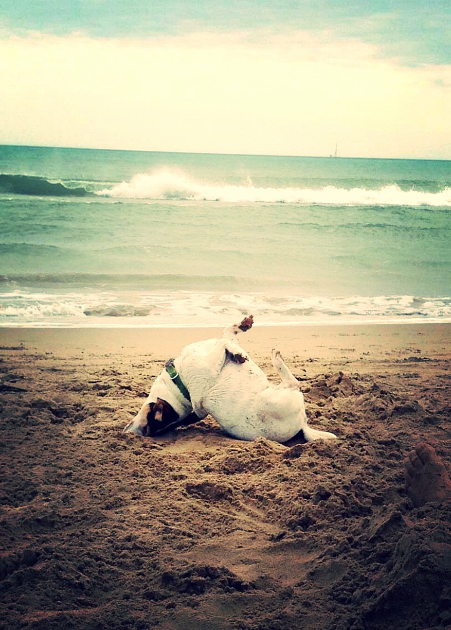 Dolly est la reine des galipettes sur la plage de Gruissan ! © Carine B.