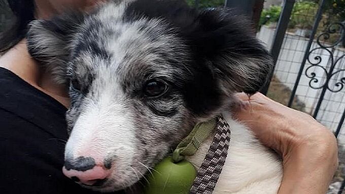 Petit miracle du début d’été : un chiot sauvé près d’une falaise 
