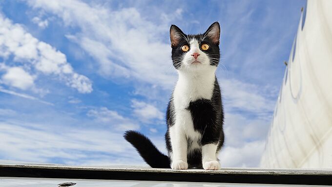 Transports d'animaux : les compagnies aériennes sur la sellette