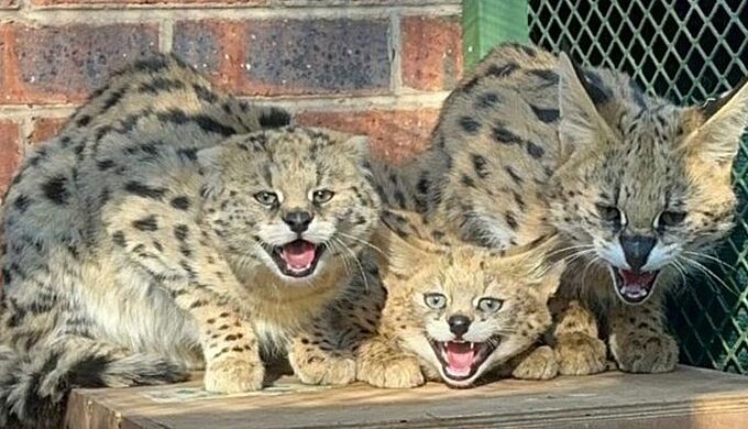 1000 euros pour la faune sauvage en Afrique du Sud