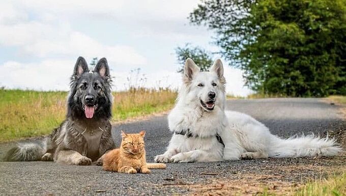 Sauvé d'une mort certaine, un chat se prend d'affection pour des chiens. Découvrez leur étonnante amitié