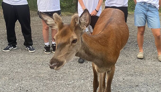 La Fondation 30 Millions d’Amis inquiète pour un cerf