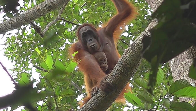 La réserve de Dulan, une oasis de forêt pour les orangs-outans