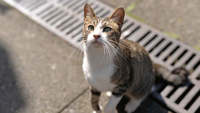 Des chats à louer ? L’initiative suscite l’indignation au Japon