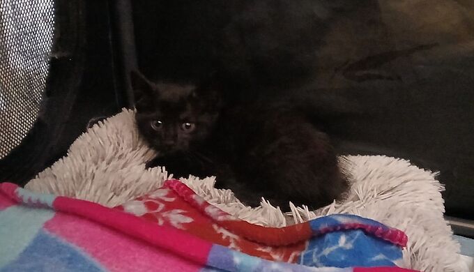 Deux chatons jetés d'une voiture à Rouen