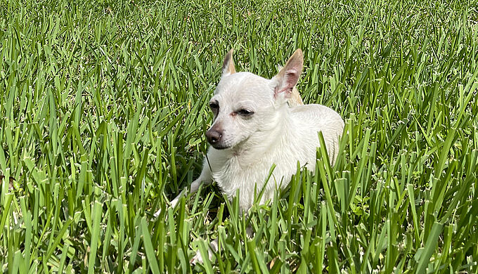 La maîtresse du chien le plus vieux du monde révèle les secrets de sa longévité