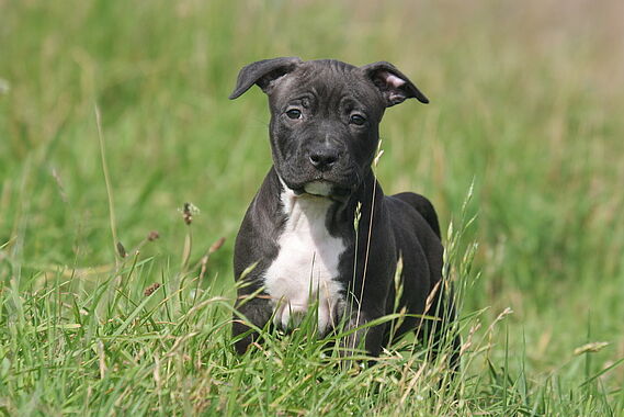 Prison ferme pour le tortionnaire d’un chiot