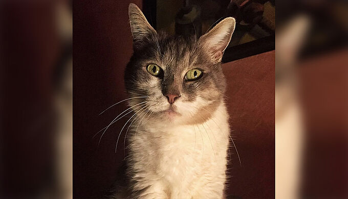 Le soir de Noël, ce chat a sauvé la vie de ses maîtres !