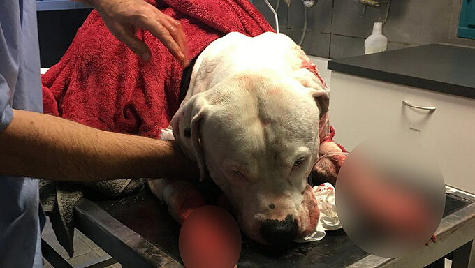 Un chien tué à coups de couteau devant un bar, la Fondation 30 Millions d'Amis porte plainte