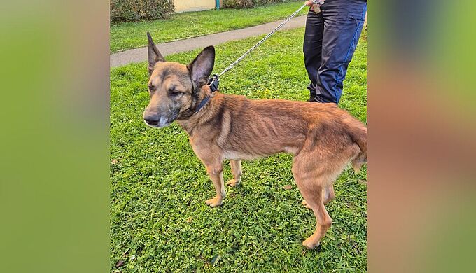 Une femme expulsée de son domicile, y a abandonné un chien